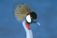 African Crowned Crane