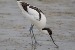 Pied Avocet