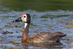 White-faced Whistling Duck