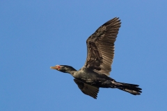 Reed Cormorant
