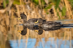 Yellow-billed Ducks
