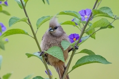 Speckled Mousebird