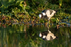 Blacksmith Lapwing