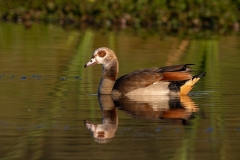 Egyptian Goose