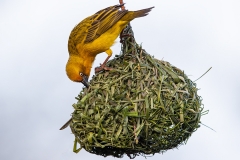 Cape Weaver