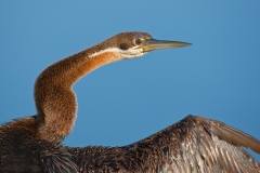 African Darter