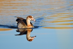 Egyptian Goose