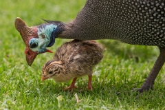 Helmeted Guineafowl with chick