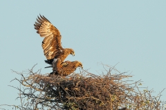 Tawny Eagles mating