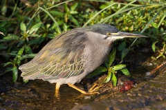 Green-backed Heron