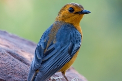 Red-capped Robin-chat