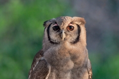 Verreaux.s Eagle-owl
