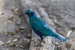 Greater Blue-eared Starling