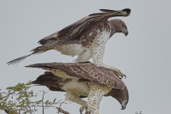 Martial Eagles mating