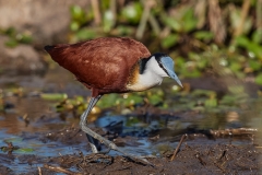 African Jacana