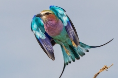 Lilac-breasted Roller