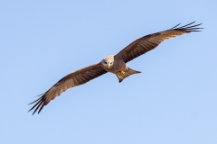 Yellow-billed Kite
