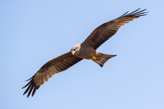 Yellow-billed Kite