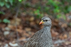 Natal Spurfowl