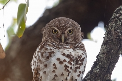 African Barred Owlet
