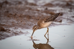 Marsh Sandpiper