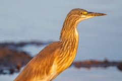 Squacco Heron