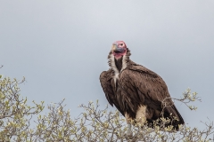Lappet-faced Vulture