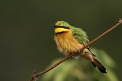 Little Bee-eater