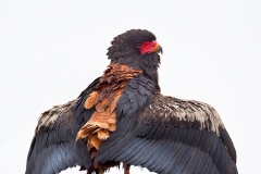 Bateleur