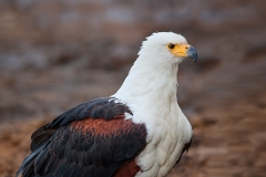 African Fish Eagle