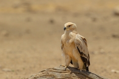 Tawny Eagle (juv. 'blond')