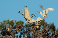 African Sacred Ibis and Spoonbill