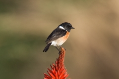 Stone Chat