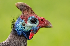 Helmeted Guineafowl