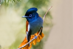 Paradise Flycatcher