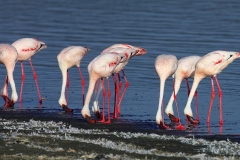 Lesser Flamingo