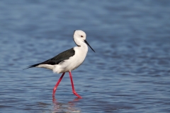 Black-winged Stilt
