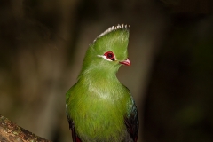 Knysna Turaco