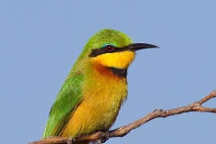 Little Bee-eater