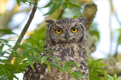 Spotted Eagle Owl