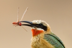 White-fronted Bee-eater