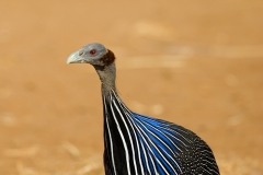 Vulturine Guineafowl