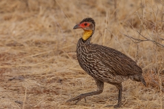 Yellow-necked Spurfowl
