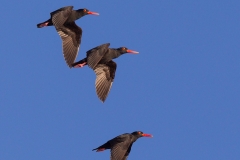 African Black Oystercatchers