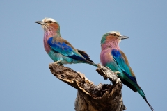 Lilac-breasted Rollers