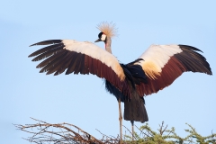 African Crowned Crane