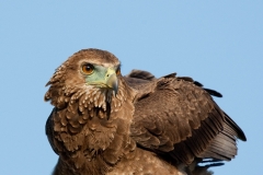Bateleur (juv)
