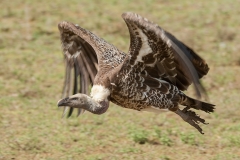 Ruppell's Vulture