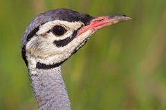 Northern White-breasted Bustard
