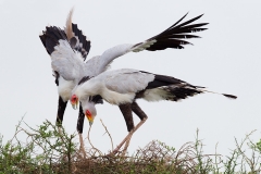 Secretary Birds nesting/mating